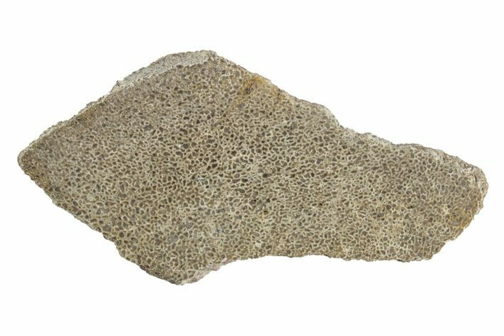 Polished Dinosaur Bone (Gembone) Slab - Morocco #247761